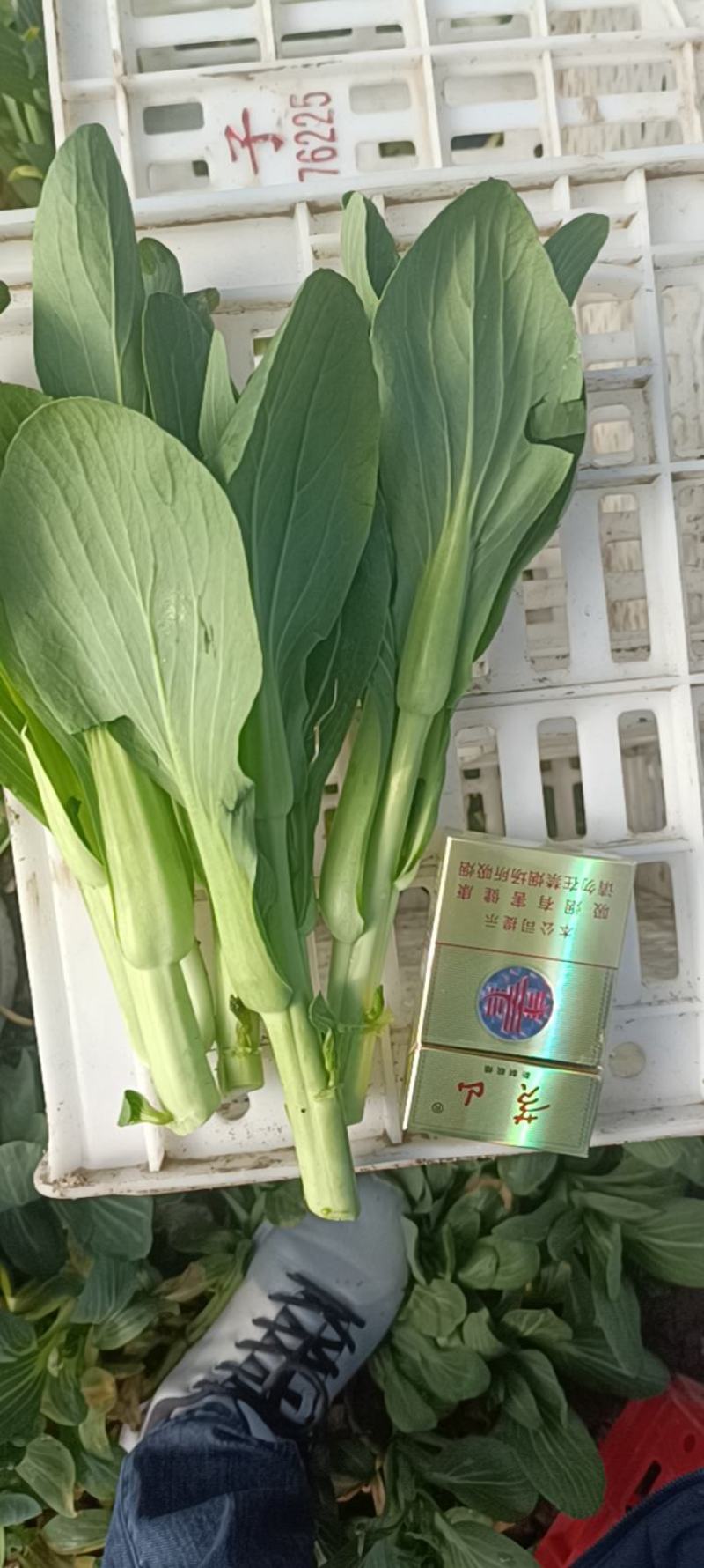 精品油菜苔，上海青苔，少量上市，欢迎新老顾客回购