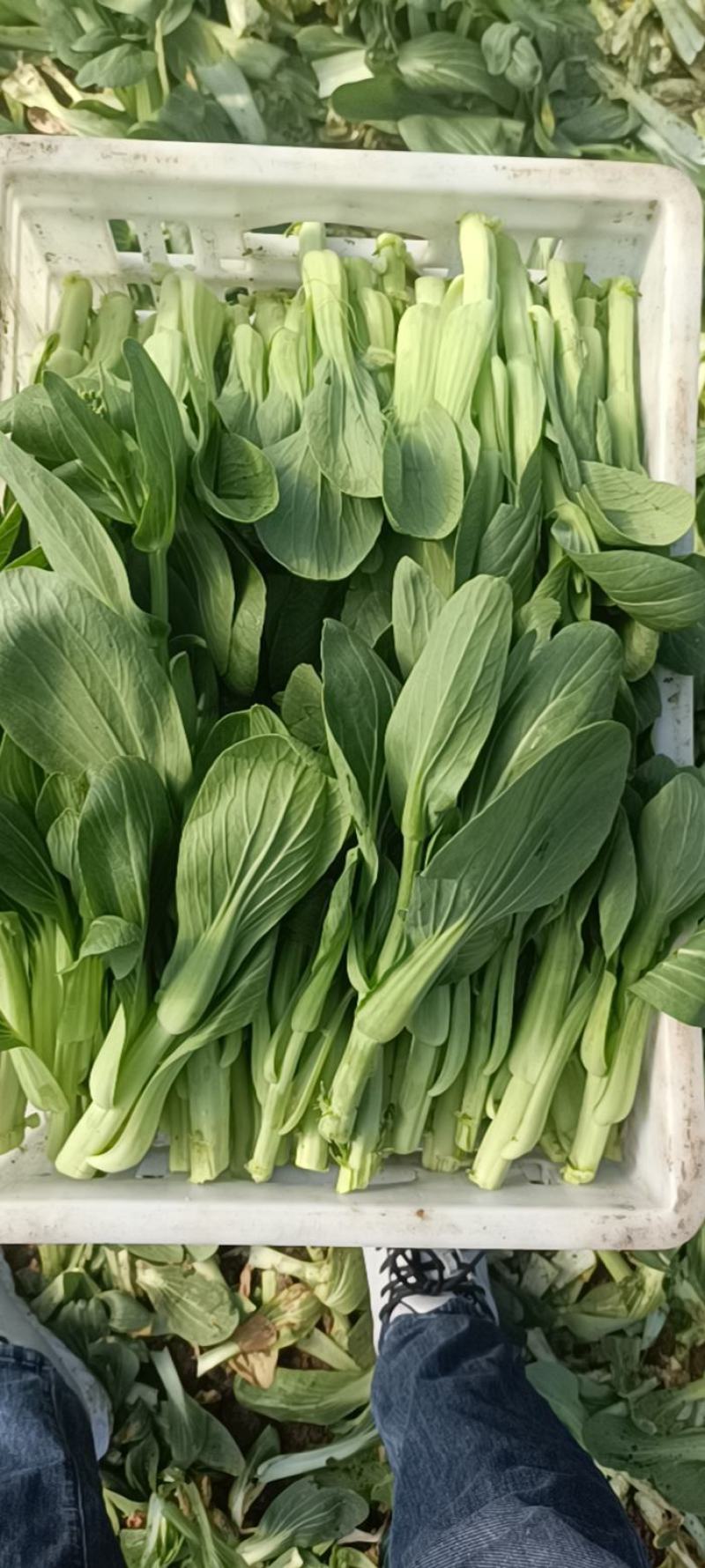 精品油菜苔，上海青苔，少量上市，欢迎新老顾客回购