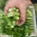 精品油菜苔，上海青苔，少量上市，欢迎新老顾客回购