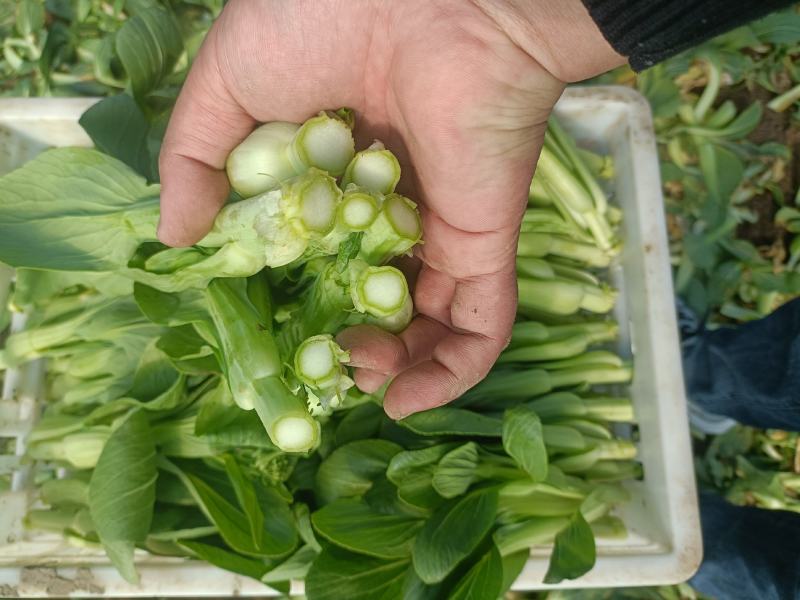 精品油菜苔，上海青苔，少量上市，欢迎新老顾客回购