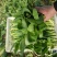 精品油菜苔，上海青苔，少量上市，欢迎新老顾客回购