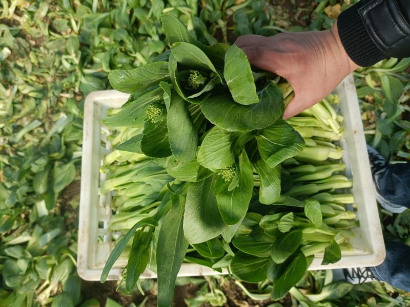 精品油菜苔，上海青苔，少量上市，欢迎新老顾客回购