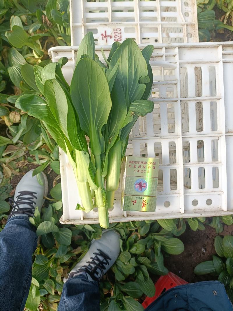 精品油菜苔，上海青苔，少量上市，欢迎新老顾客回购