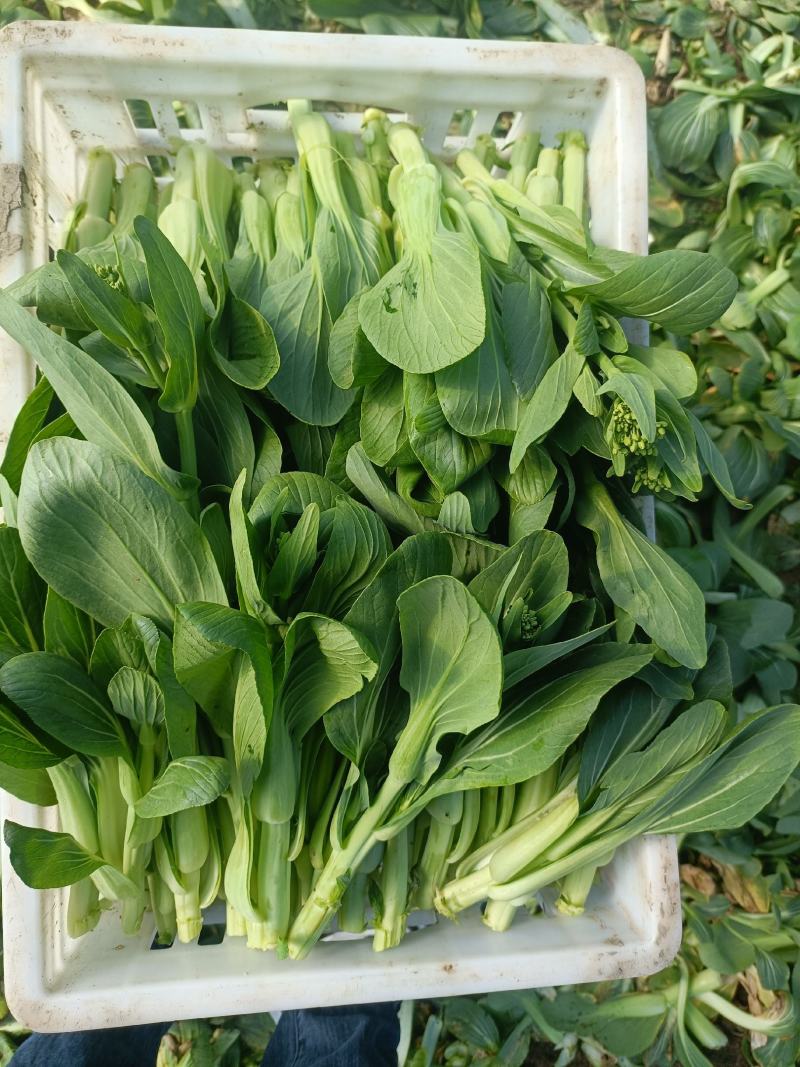 精品油菜苔，上海青苔，少量上市，欢迎新老顾客回购