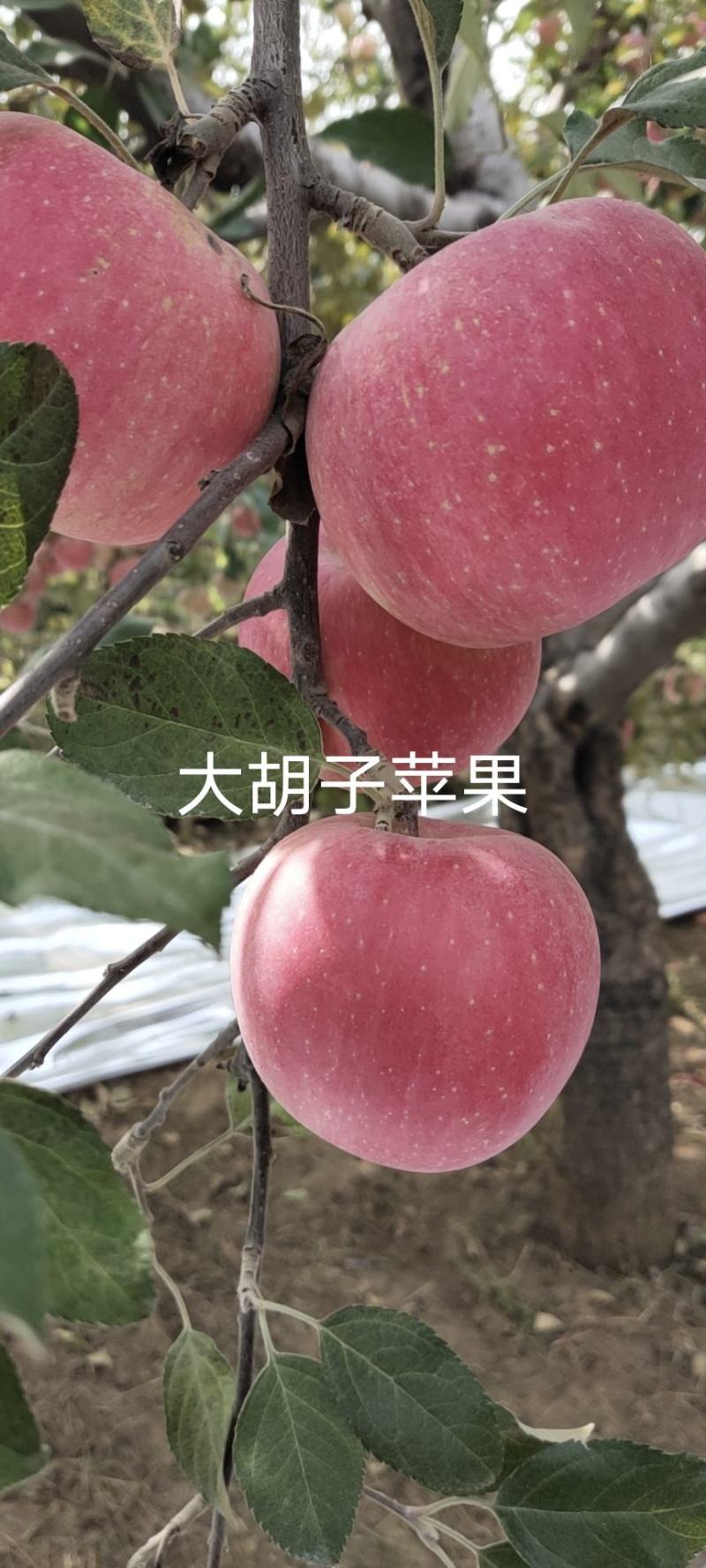 冷鲜苹果红富士苹果基地直供量大价优欢迎电联