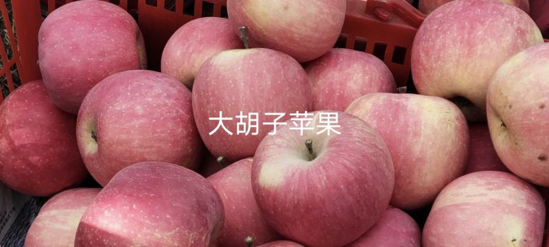 冷鲜苹果红富士苹果基地直供量大价优欢迎电联