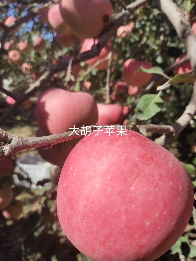 冷鲜苹果红富士苹果基地直供量大价优欢迎电联