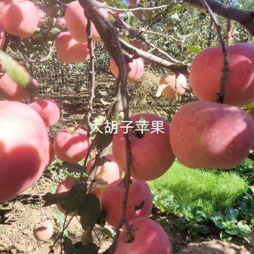 冷鲜苹果红富士苹果基地直供量大价优欢迎电联