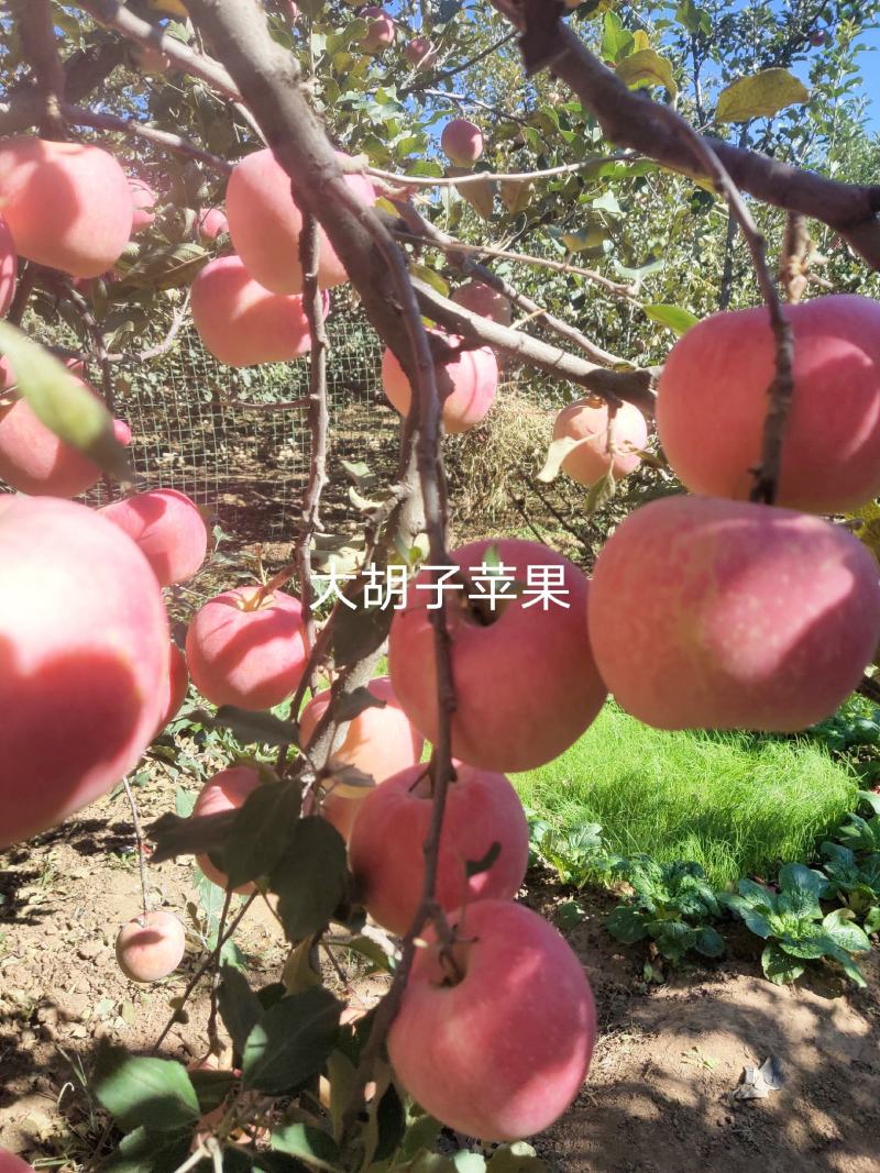 冷鲜苹果红富士苹果基地直供量大价优欢迎电联