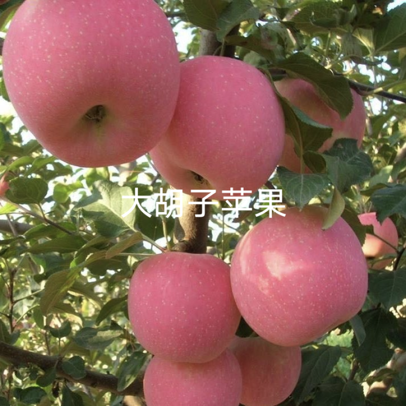 冷鲜苹果红富士苹果基地直供量大价优欢迎电联