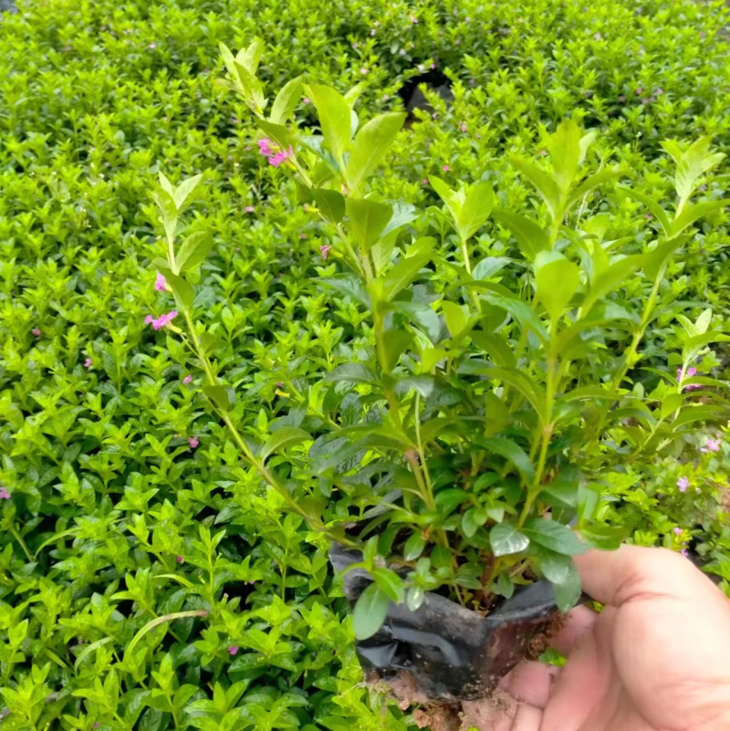 萼距花，紫花满天星，孔雀梅。一手货源，基地直供