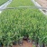 萼距花,紫花满天星,孔雀梅。一手货源,基地直供