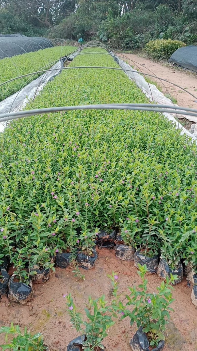 萼距花，紫花满天星，孔雀梅。一手货源，基地直供