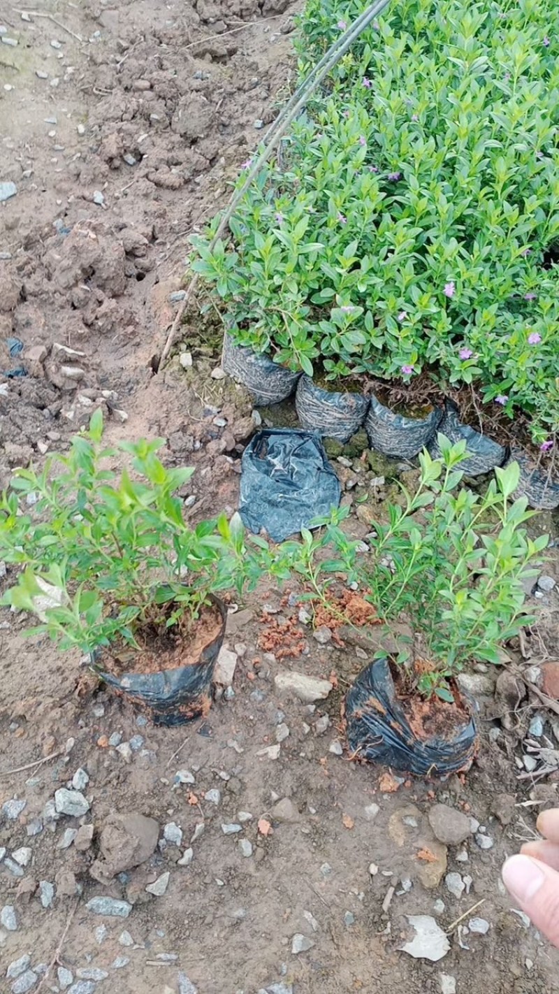 萼距花，紫花满天星，孔雀梅。一手货源，基地直供