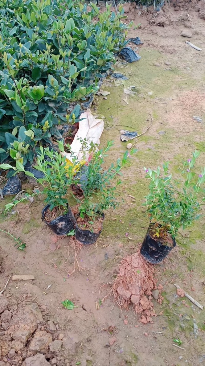萼距花，紫花满天星，孔雀梅。一手货源，基地直供