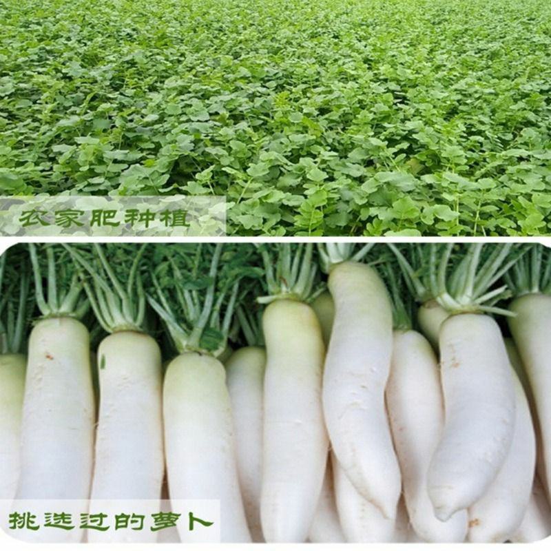 特产农家咸萝卜干脆爽口手工腌制咸卜条工厂直发
