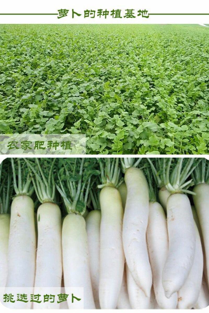特产农家咸萝卜干脆爽口手工腌制咸卜条工厂直发