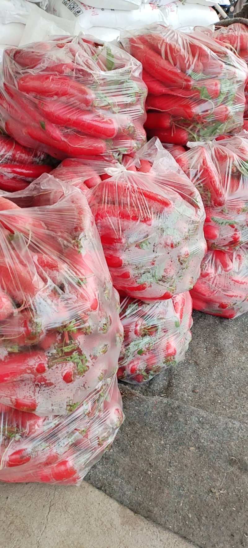 红皮水萝卜大量上市