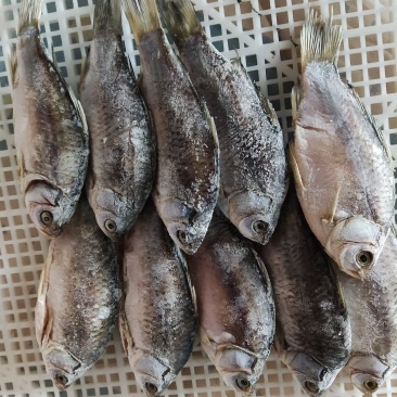 阳干开肚圆鲫