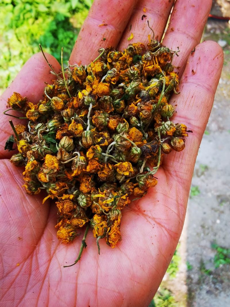 野菊花，纯干，90颗粒，诚邀实力商家长期合作