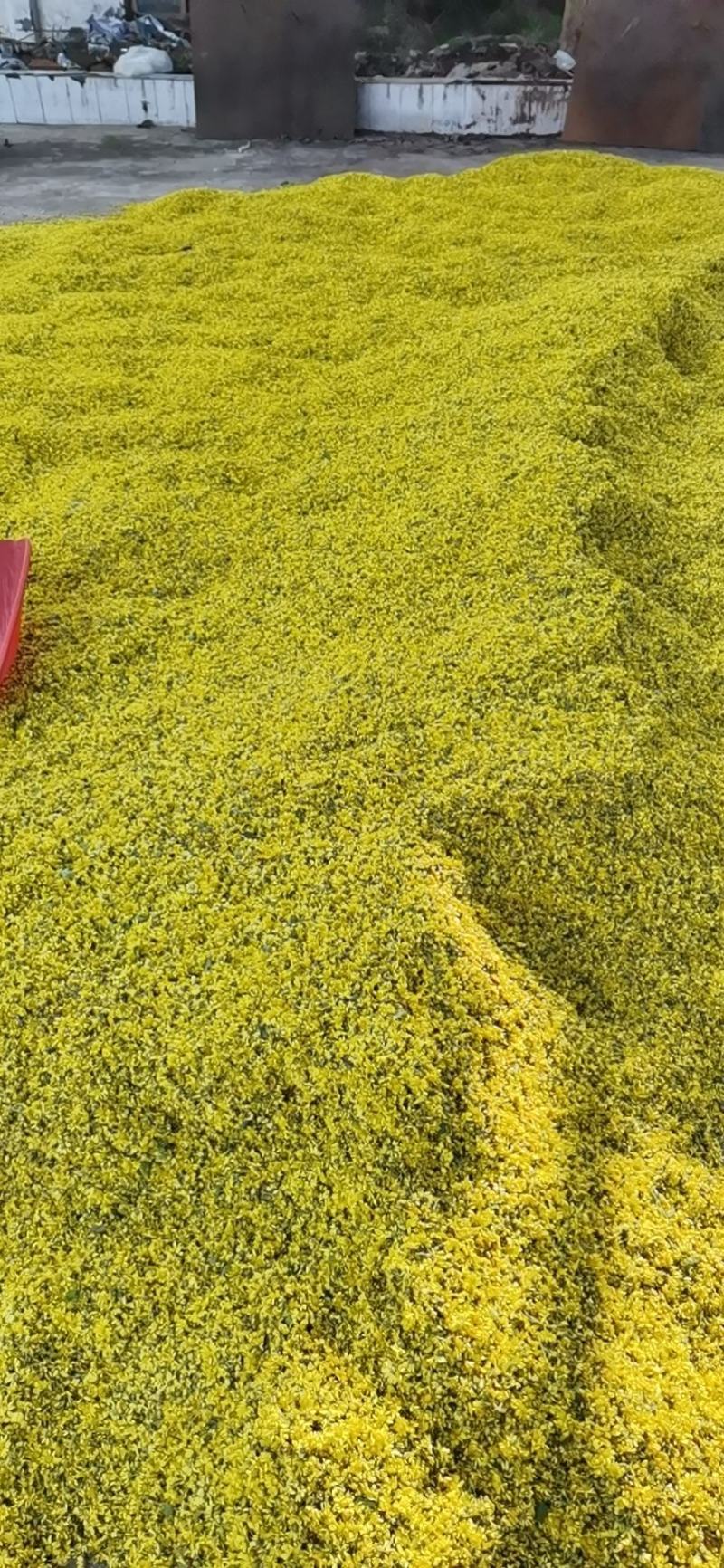 野菊花，纯干，90颗粒，诚邀实力商家长期合作