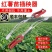 栽红薯苗神器插秧栽苗器农用工具移栽器栽地瓜种烟薯紫薯辣椒