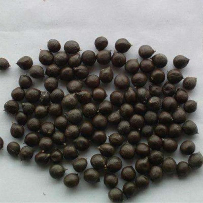新采栾树种子北京栾树种子林木种子黄山栾树种子北栾