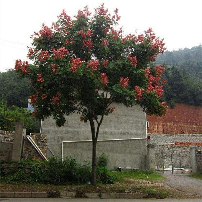 新采栾树种子北京栾树种子林木种子黄山栾树种子北栾