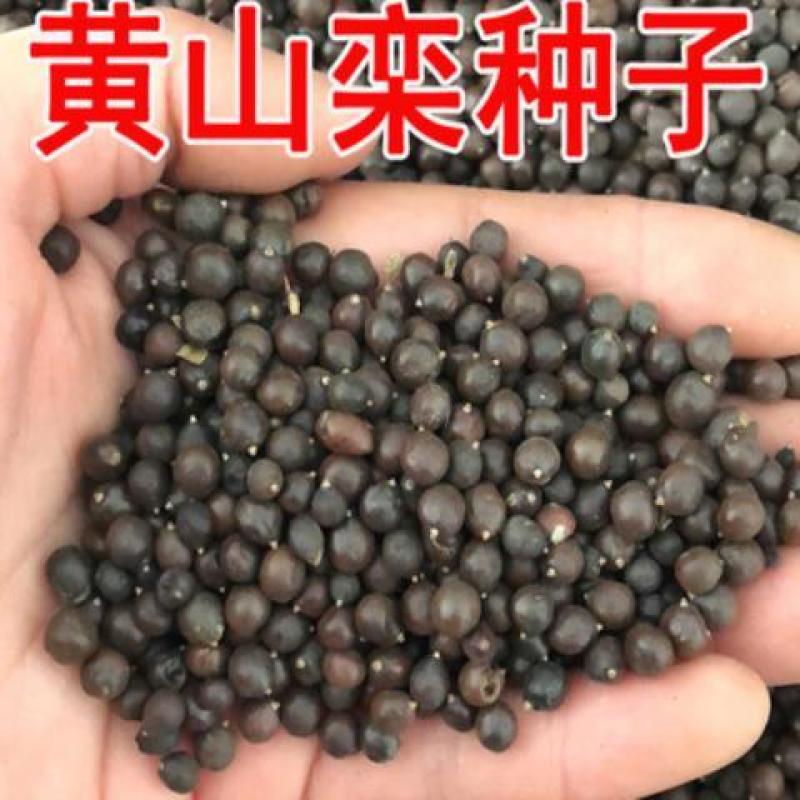 新采栾树种子北京栾树种子林木种子黄山栾树种子北栾
