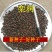 新采栾树种子北京栾树种子林木种子黄山栾树种子北栾