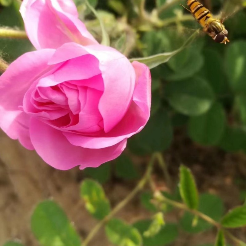 大马士革玫瑰花苗