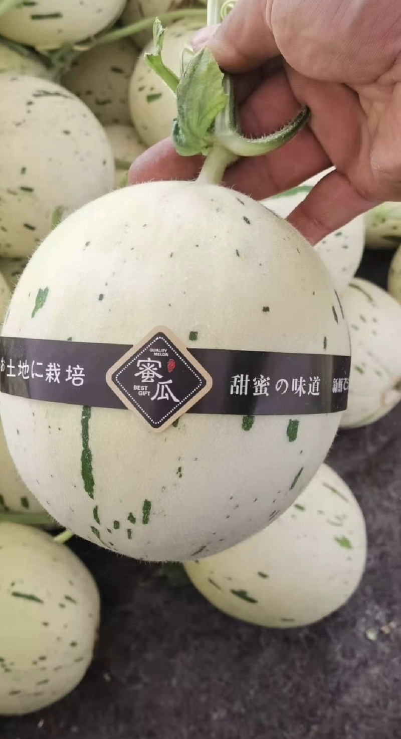 梦露甜瓜蜜露甜瓜高糖度耐运输产地直发，欢迎来电