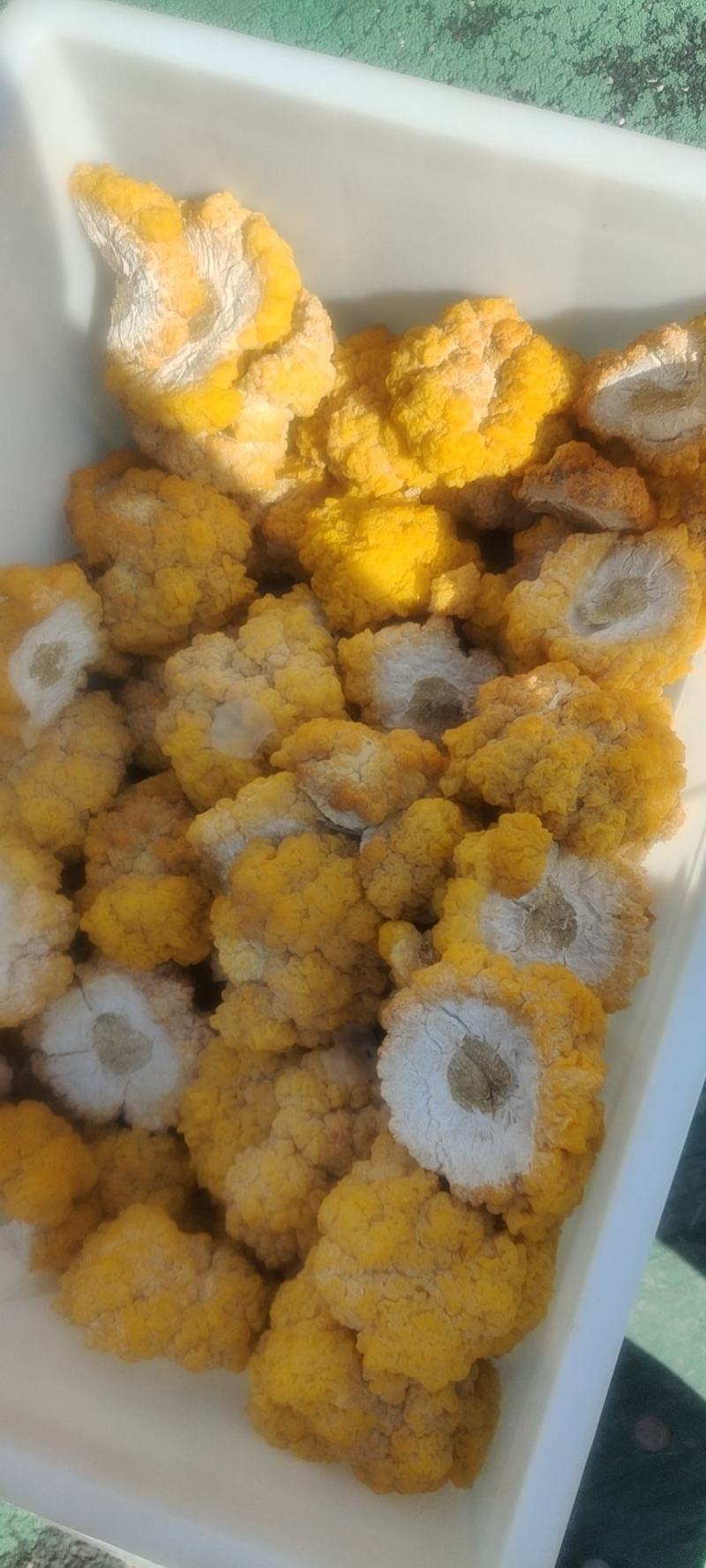 金耳菌