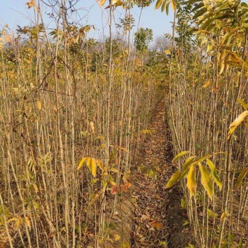 无患子，无患子小苗量大从优基地现挖现发，欢迎老板订购