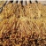 广东特产英德西牛农家笋花麻竹笋干农家笋花自然晒干无硫
