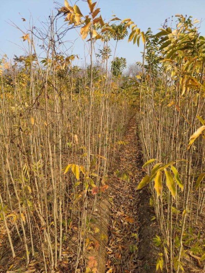 无患子，无患子小苗量大从优基地现挖现发，欢迎老板订购