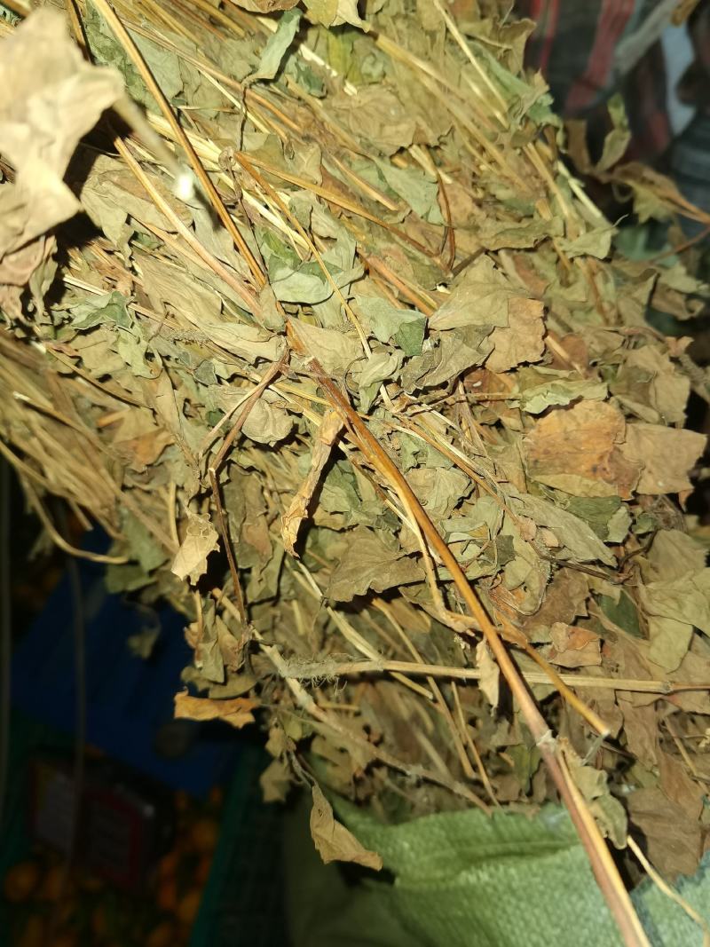 四川野生药用鱼腥草，高含量，足干，无杂，无霉