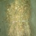 四川野生药用鱼腥草，高含量，足干，无杂，无霉