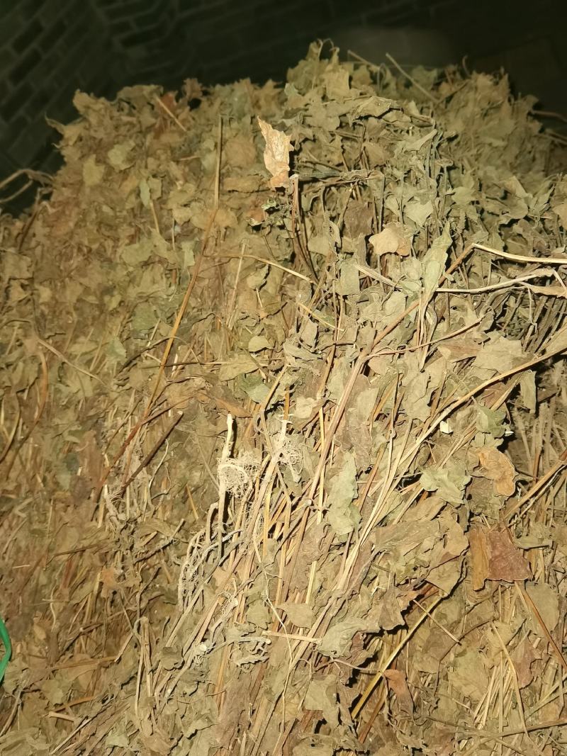 四川野生药用鱼腥草，高含量，足干，无杂，无霉