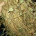 四川野生药用鱼腥草，高含量，足干，无杂，无霉