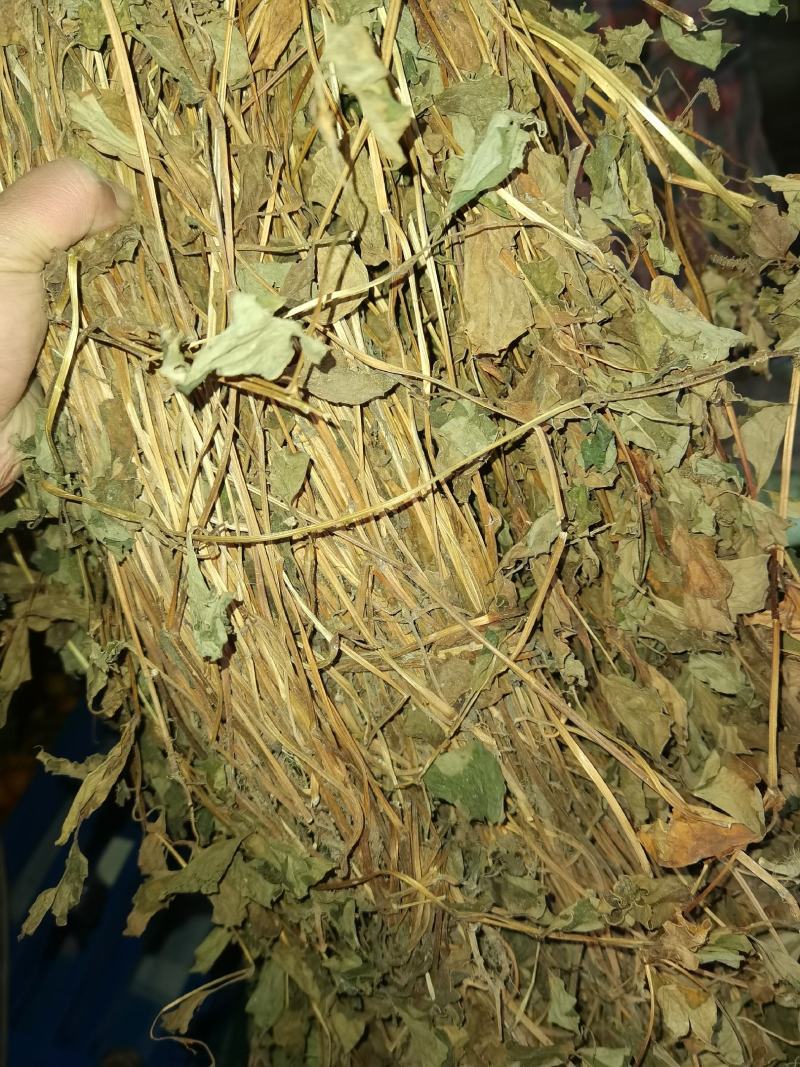 四川野生药用鱼腥草，高含量，足干，无杂，无霉