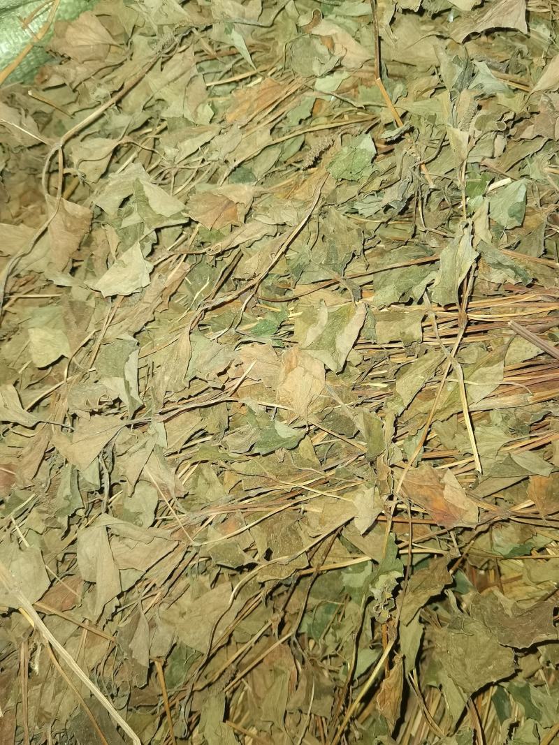 四川野生药用鱼腥草，高含量，足干，无杂，无霉