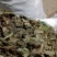 四川野生药用鱼腥草，高含量，足干，无杂，无霉
