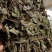 四川野生药用鱼腥草，高含量，足干，无杂，无霉