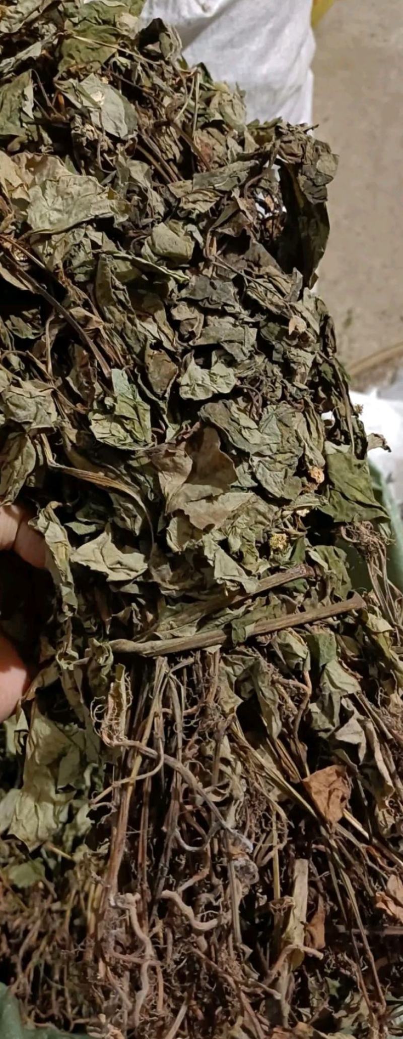 四川野生药用鱼腥草，高含量，足干，无杂，无霉
