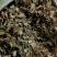 四川野生药用鱼腥草，高含量，足干，无杂，无霉