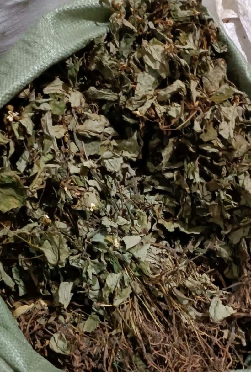四川野生药用鱼腥草，高含量，足干，无杂，无霉