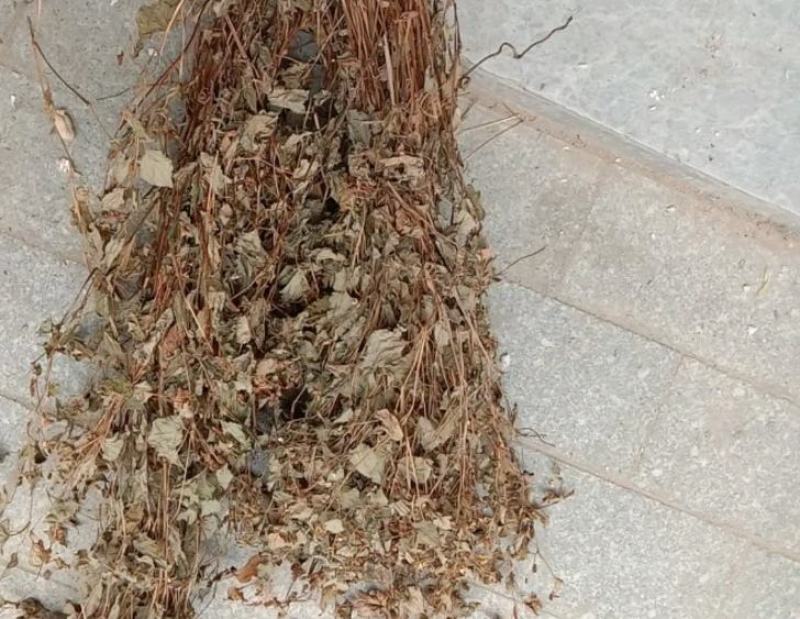 四川野生药用鱼腥草，高含量，足干，无杂，无霉