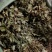 四川野生药用鱼腥草，高含量，足干，无杂，无霉