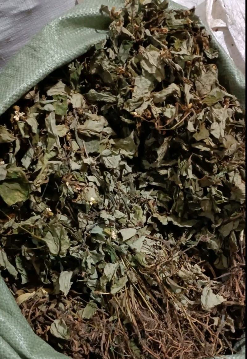 四川野生药用鱼腥草，高含量，足干，无杂，无霉